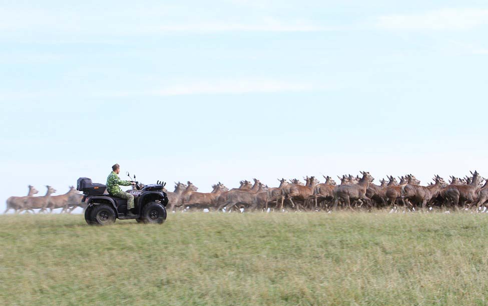 Купить Квадроцикл BALTMOTORS Striker 700 EFI (ПСМ) в Москве фото18