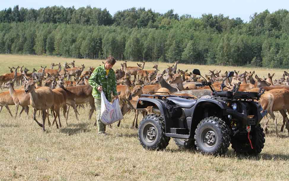 Купить Квадроцикл BALTMOTORS Striker 700 EFI (ПСМ) в Москве фото19